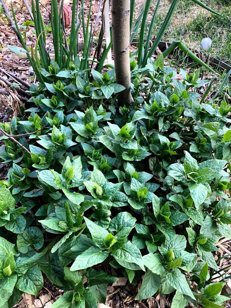 Caucasian Mountain Spinach