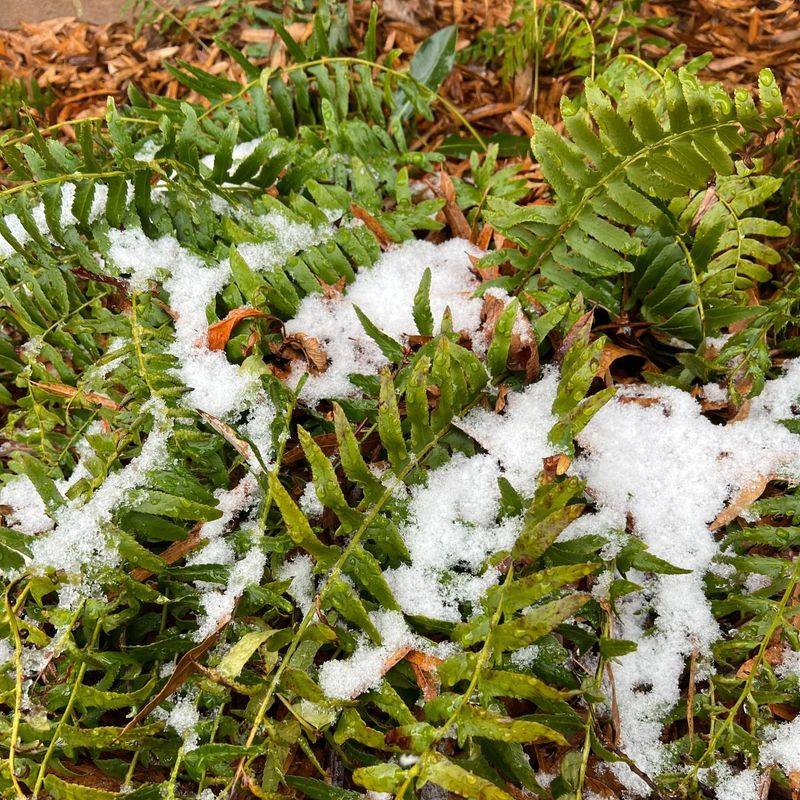 Christmas Fern