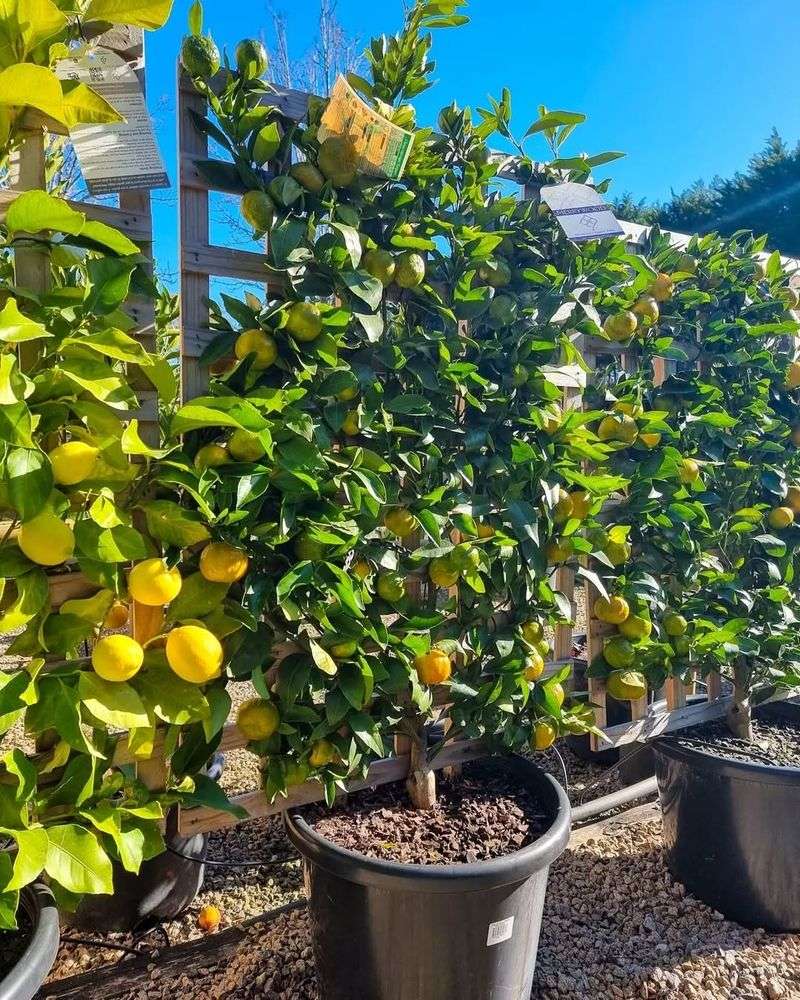 Espalier Fruit Trees As Living Screens