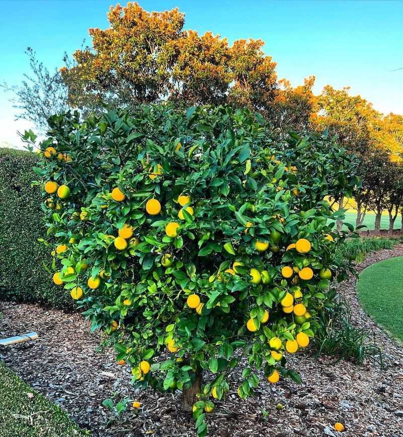 Citrus Trees