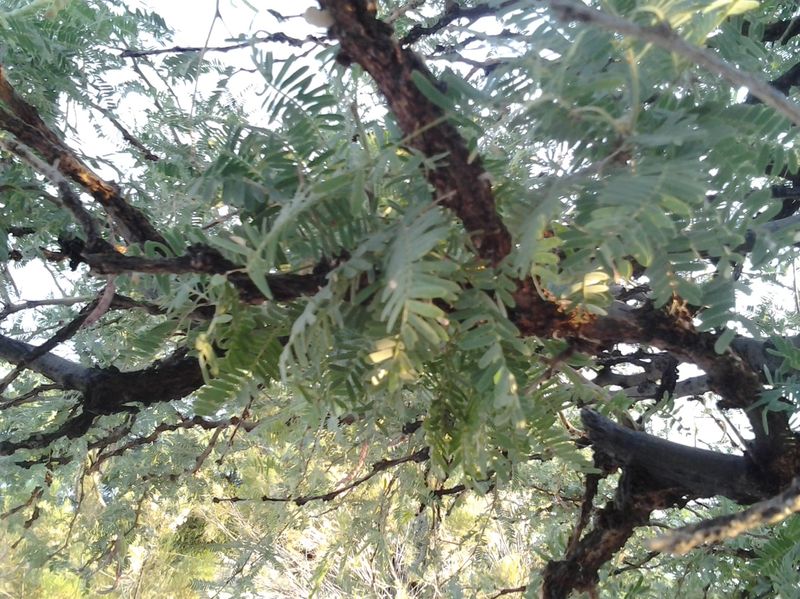Mesquite Pod Droppings