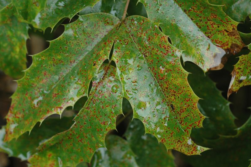 Fungal Spores From Neighbors
