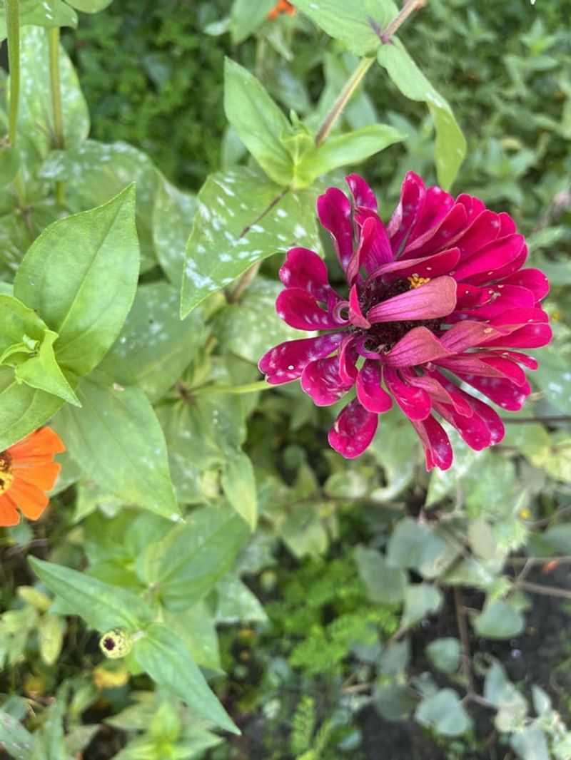 Watering Overhead