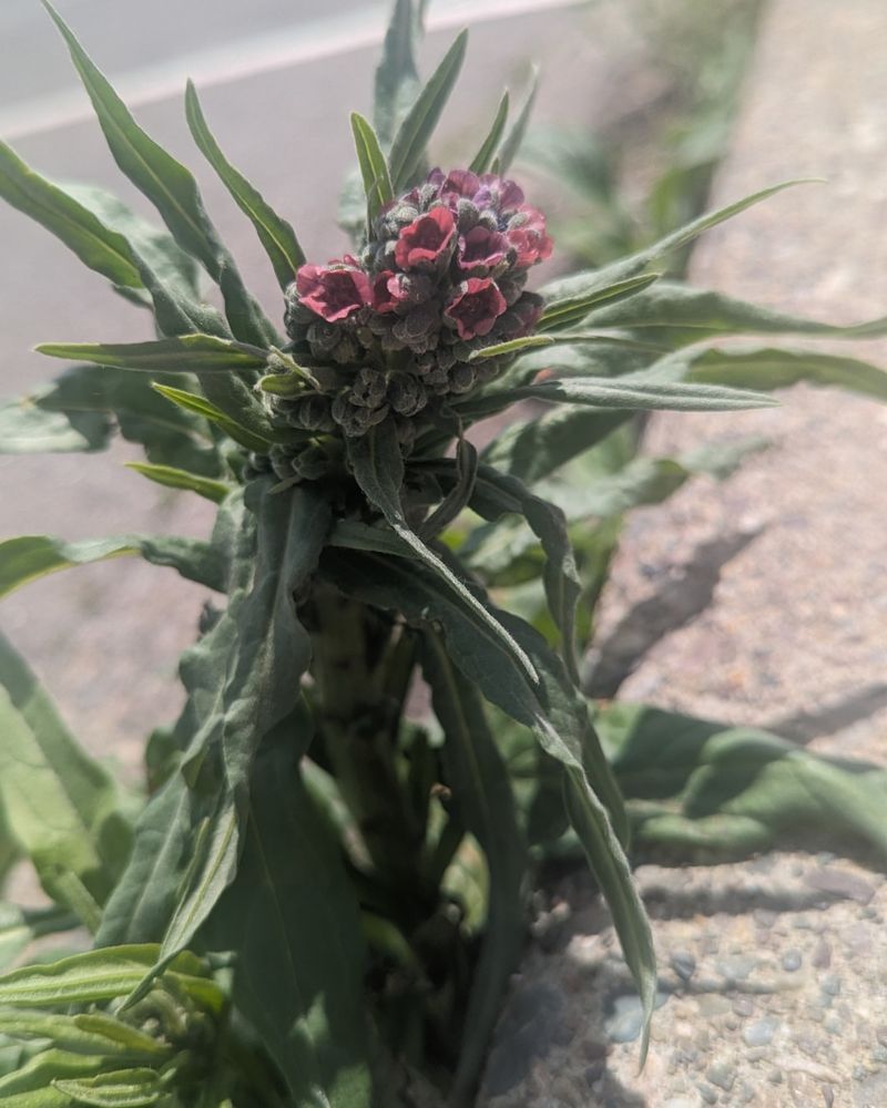 Noxious Weeds and Invasive Plants
