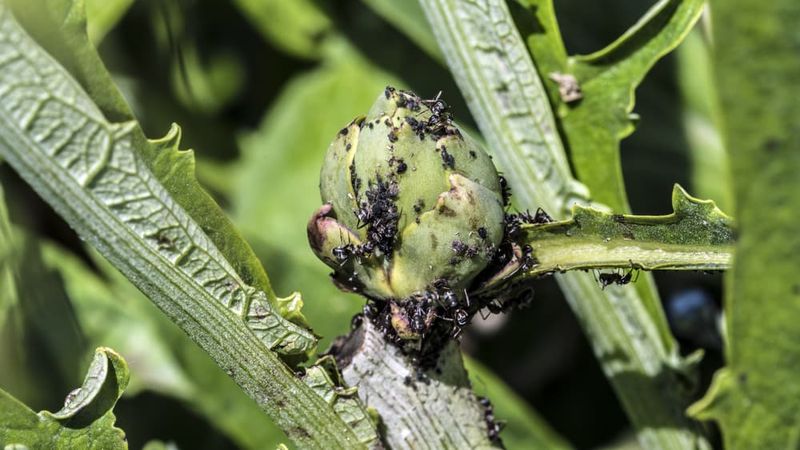 Using Chemical Pesticides Unnecessarily