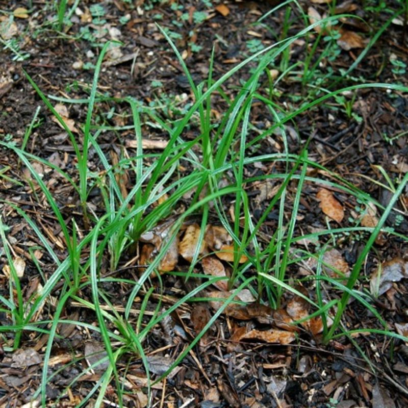 Ignoring Weed Control