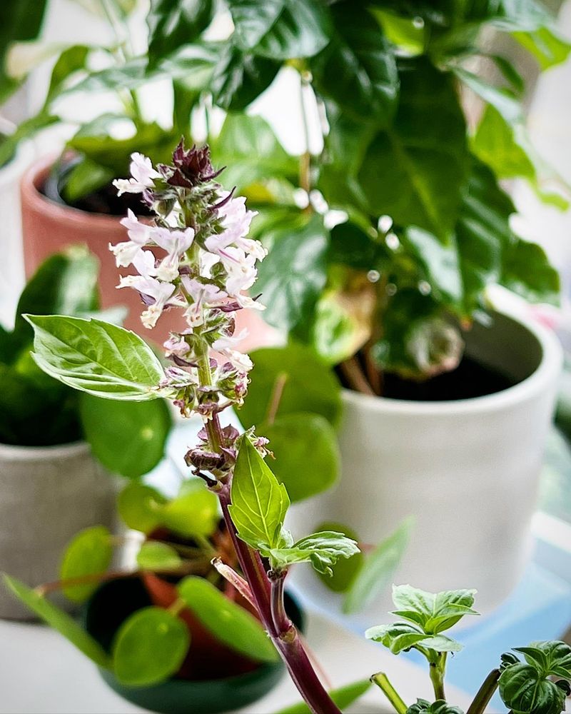 Flowering