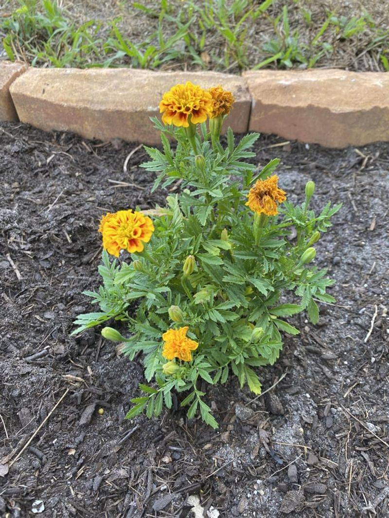 Drought Stress Damage