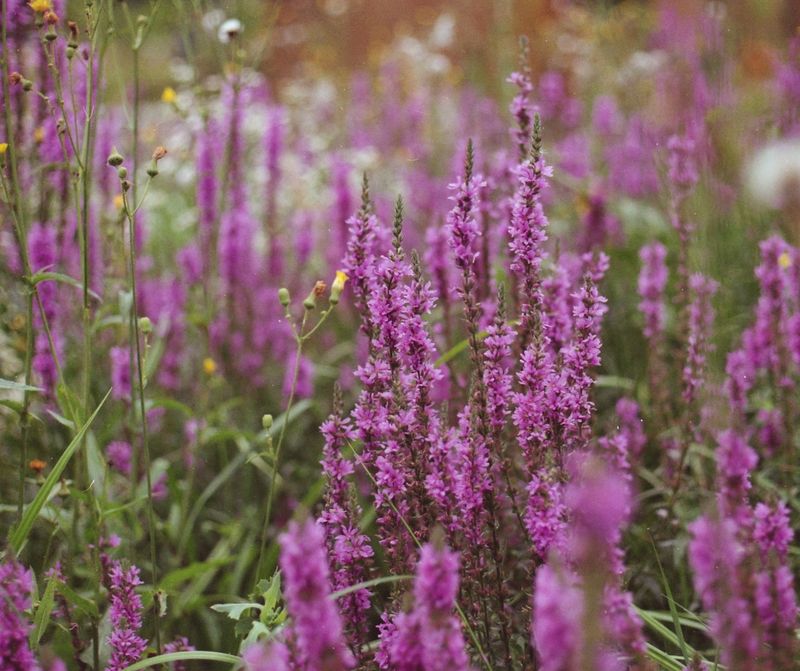 Growing Invasive Plant Species