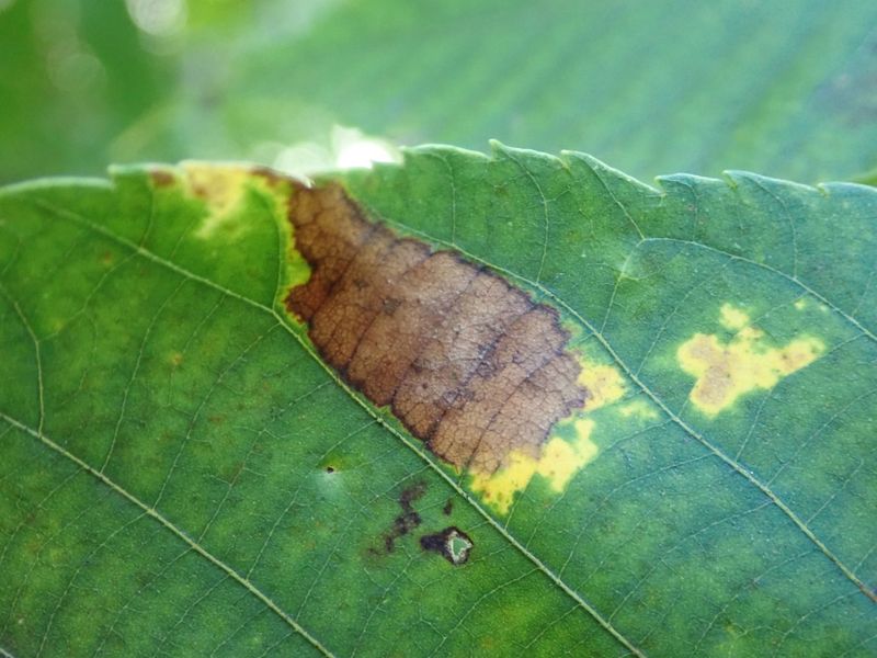 Fungal Disease