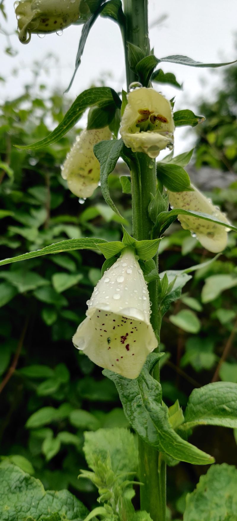 Divide Perennial Varieties