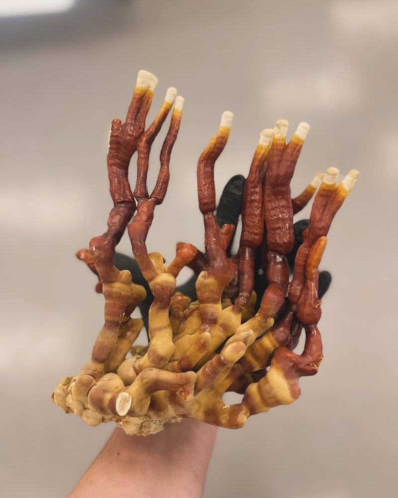 Deer Antler Fungus