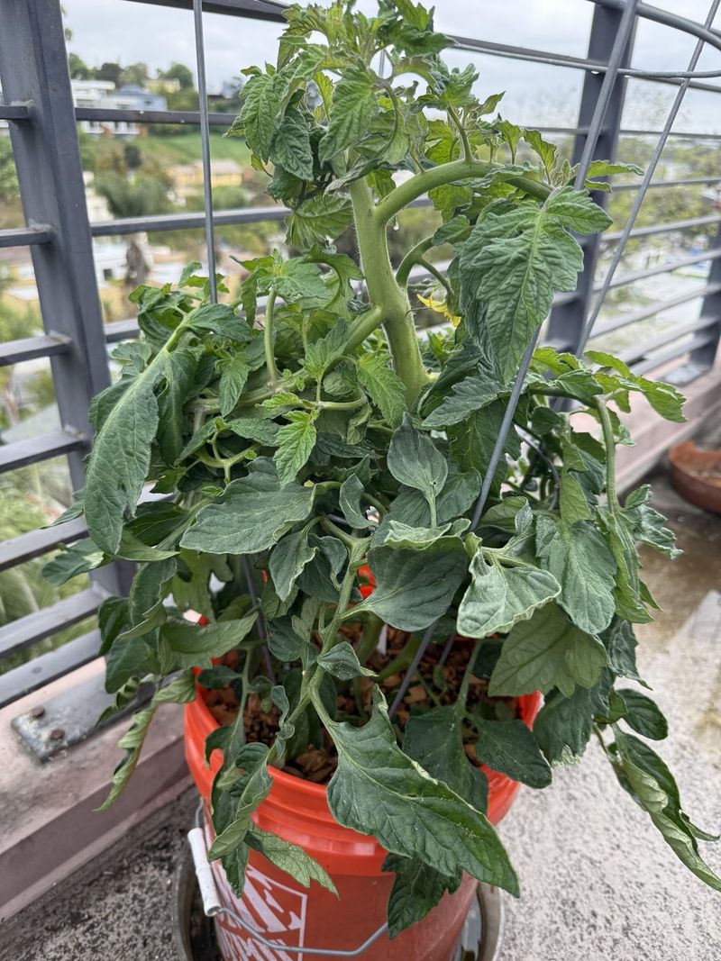 Heat Stress During Fruit Formation