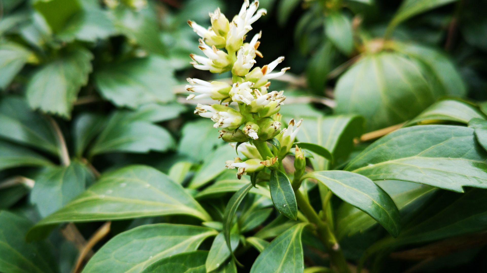 Pachysandra