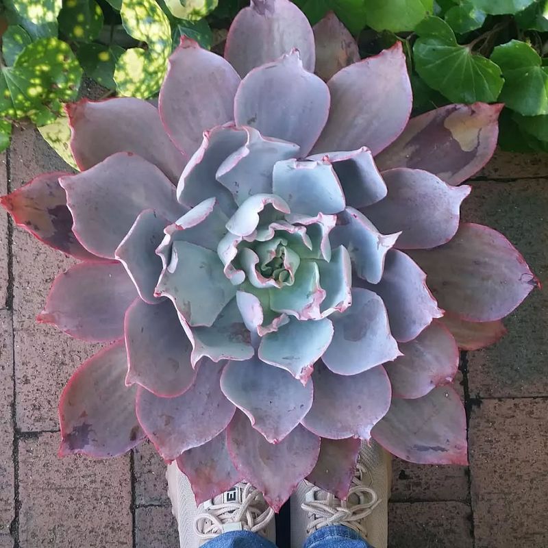 Echeveria 'Afterglow'