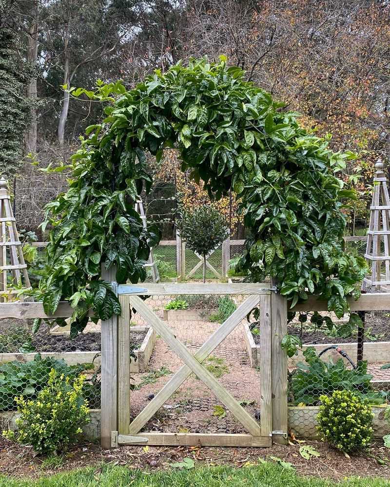 Install A Simple Arbor