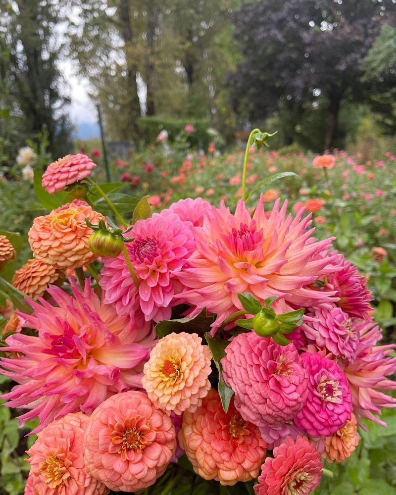 Establish A Cut Flower Corner With Zinnias And Dahlias