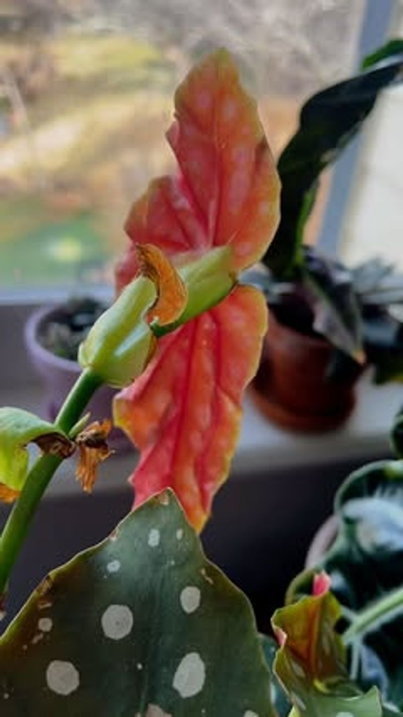 Angel Wing Begonia