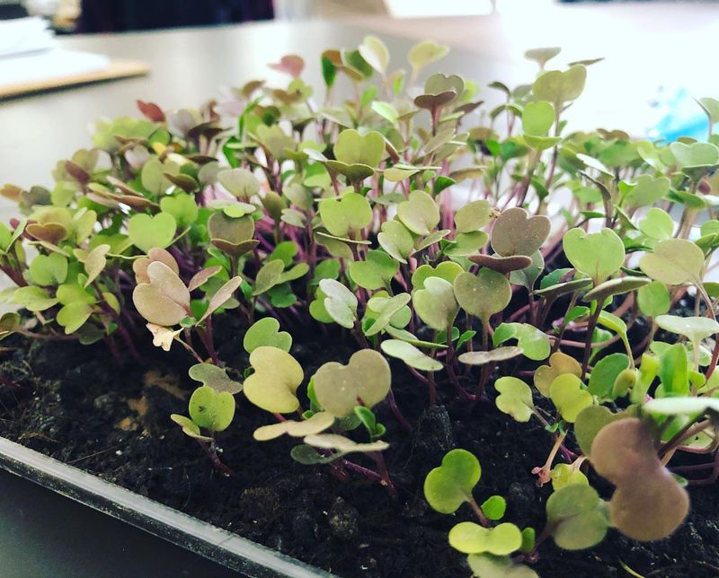 Arugula