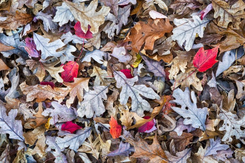 Early Leaf Drop