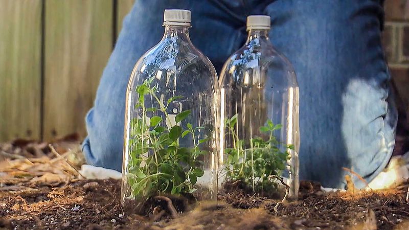 Mini Pop Bottle Greenhouse