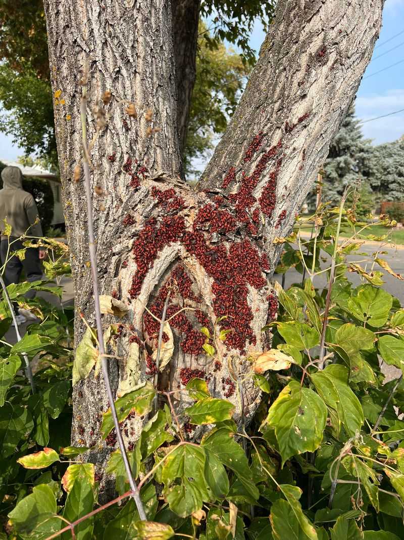 Trees With Multiple Pest Infestations