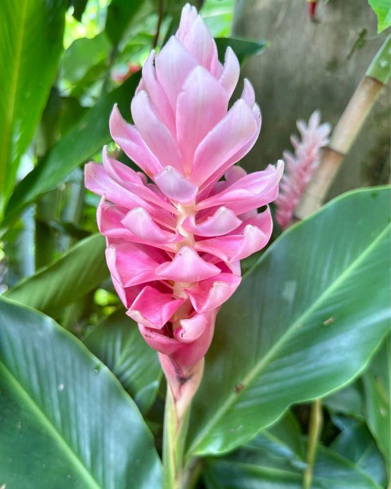 Ginger Plants