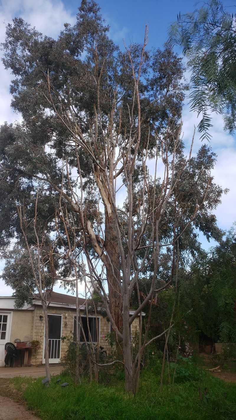Eucalyptus Trees