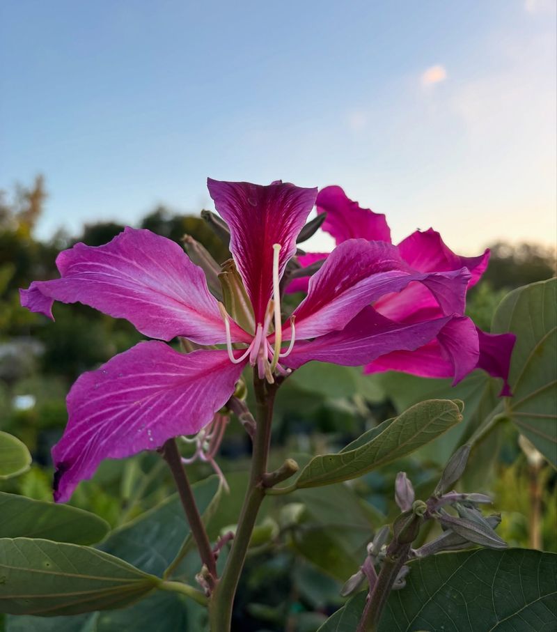 Hong Kong Orchid Tree
