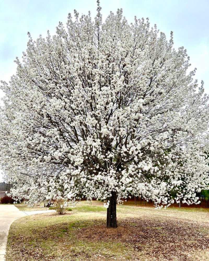 Bradford Pear Trees Bloom Early But Disappoint Bees