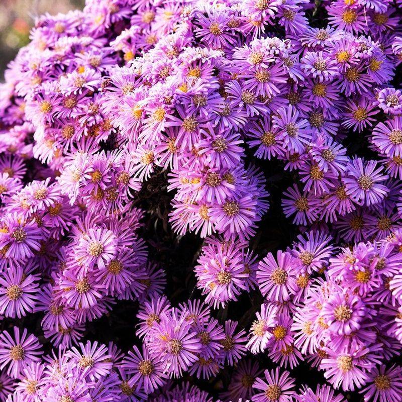 Asters