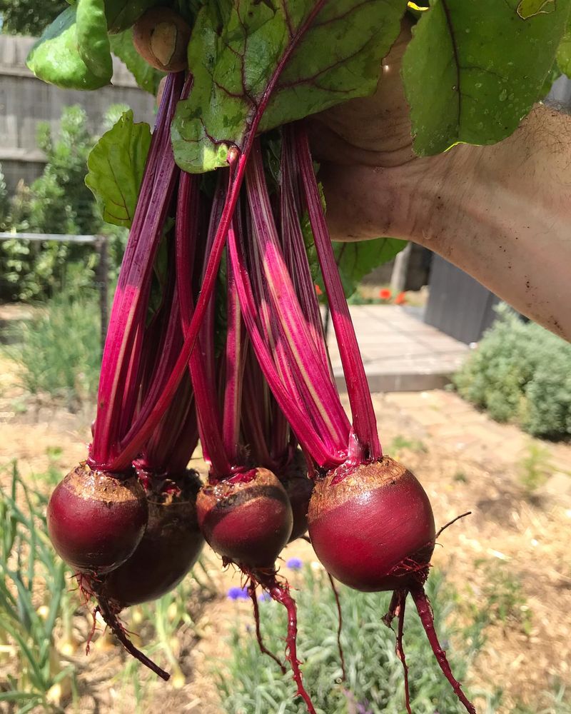 Beets