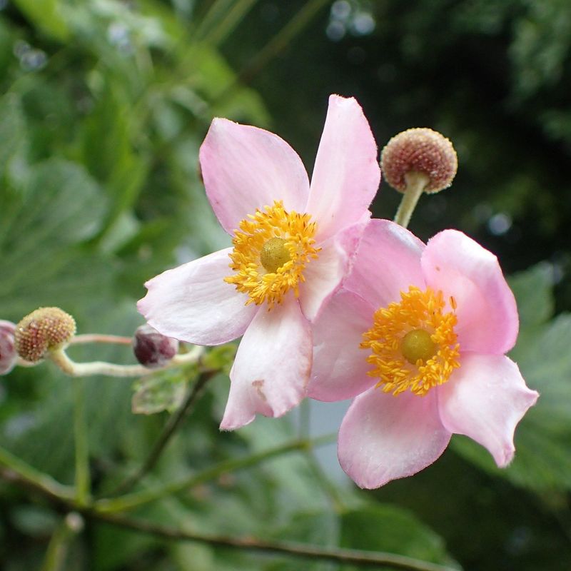 Japanese Anemones