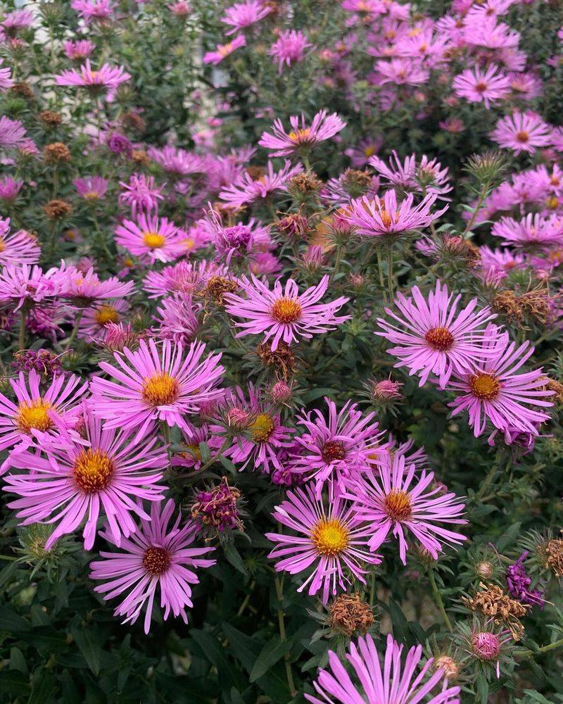 Asters