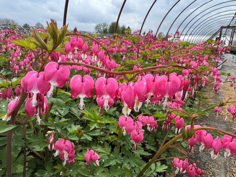 Bleeding Hearts: The Woodland Wonder