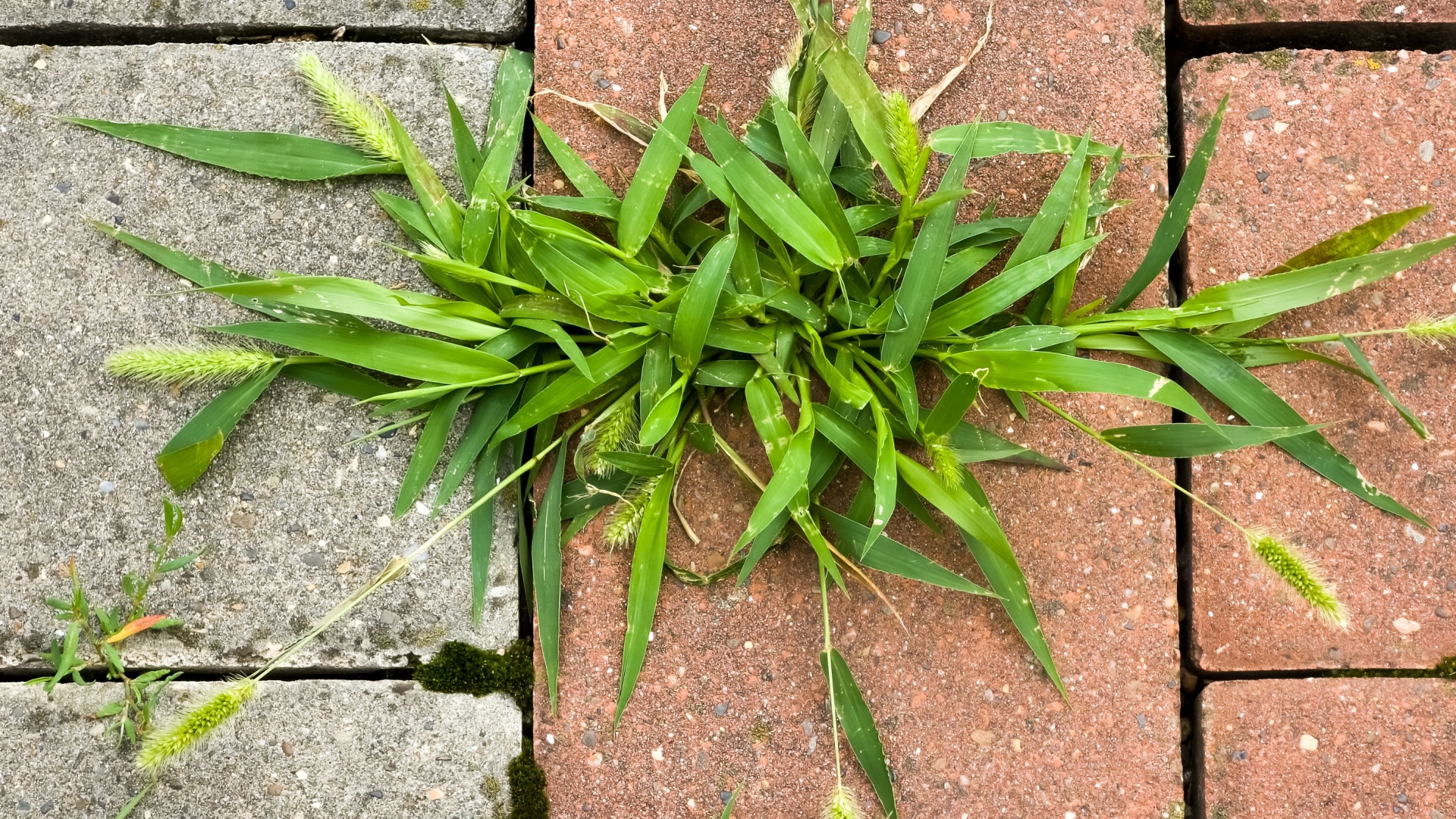 weeds in cracks