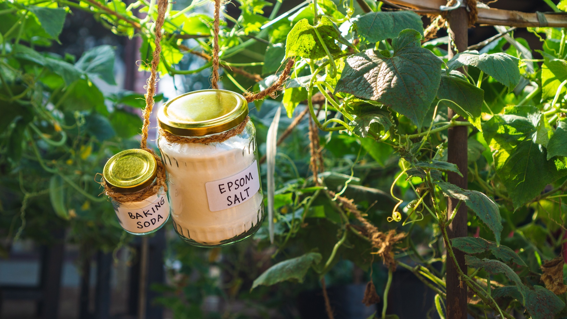 Pantry Staples That Stop Weeds From Growing In Cracks In Your Nevada Yard