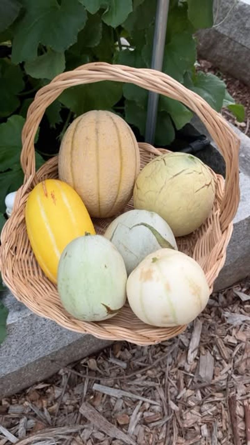 Cantaloupe And Honeydew Rinds: Moisture-Retaining Compost Accelerators