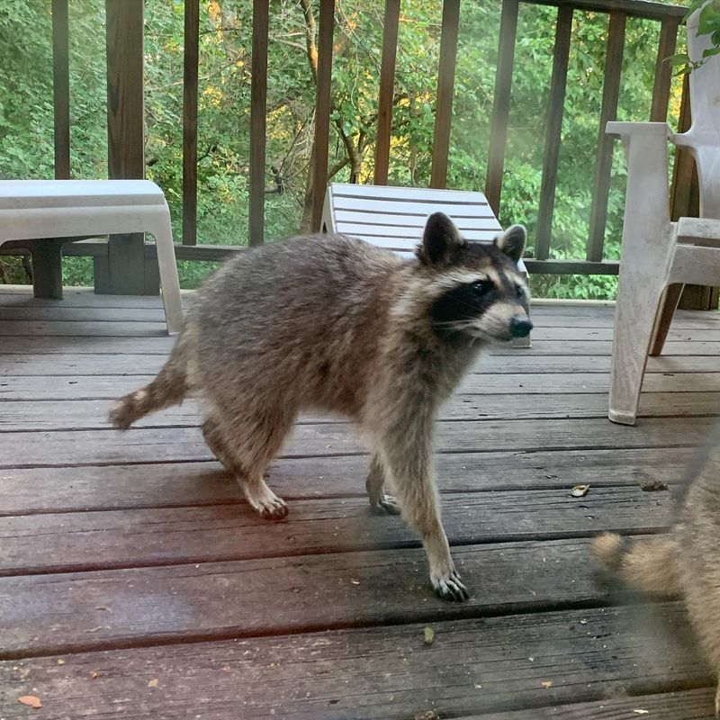 Pet Food Attracts Unwanted Wildlife