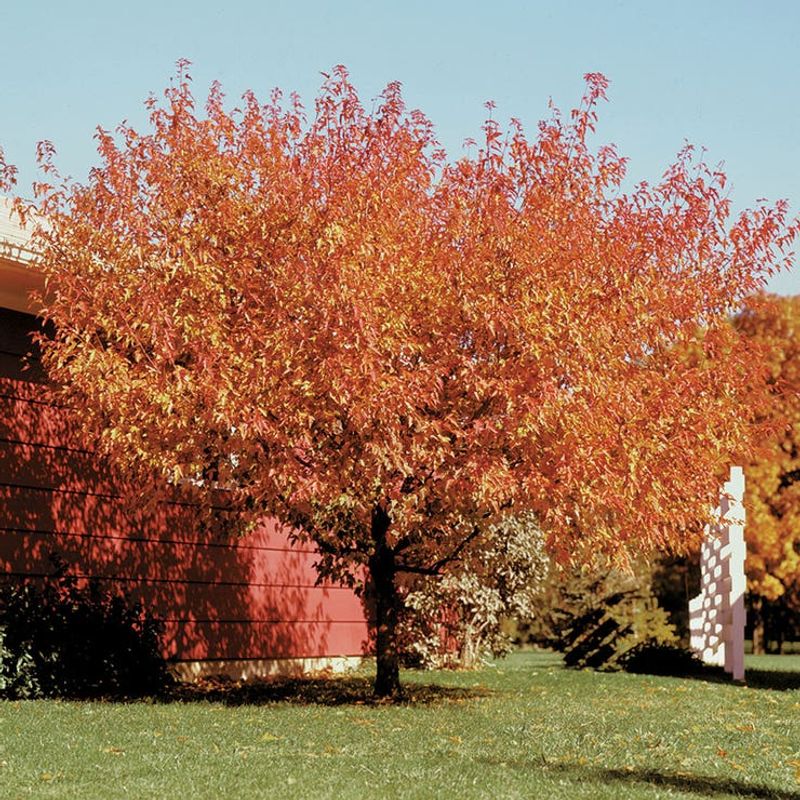Amur Maple