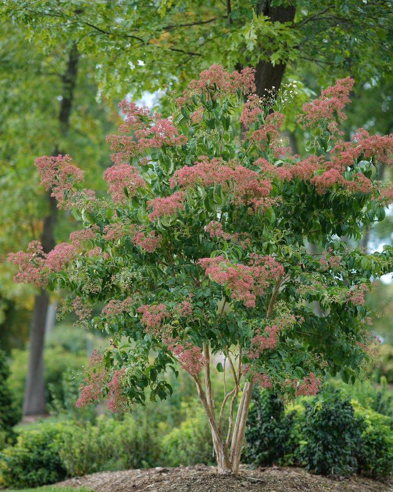 Seven-Son Flower