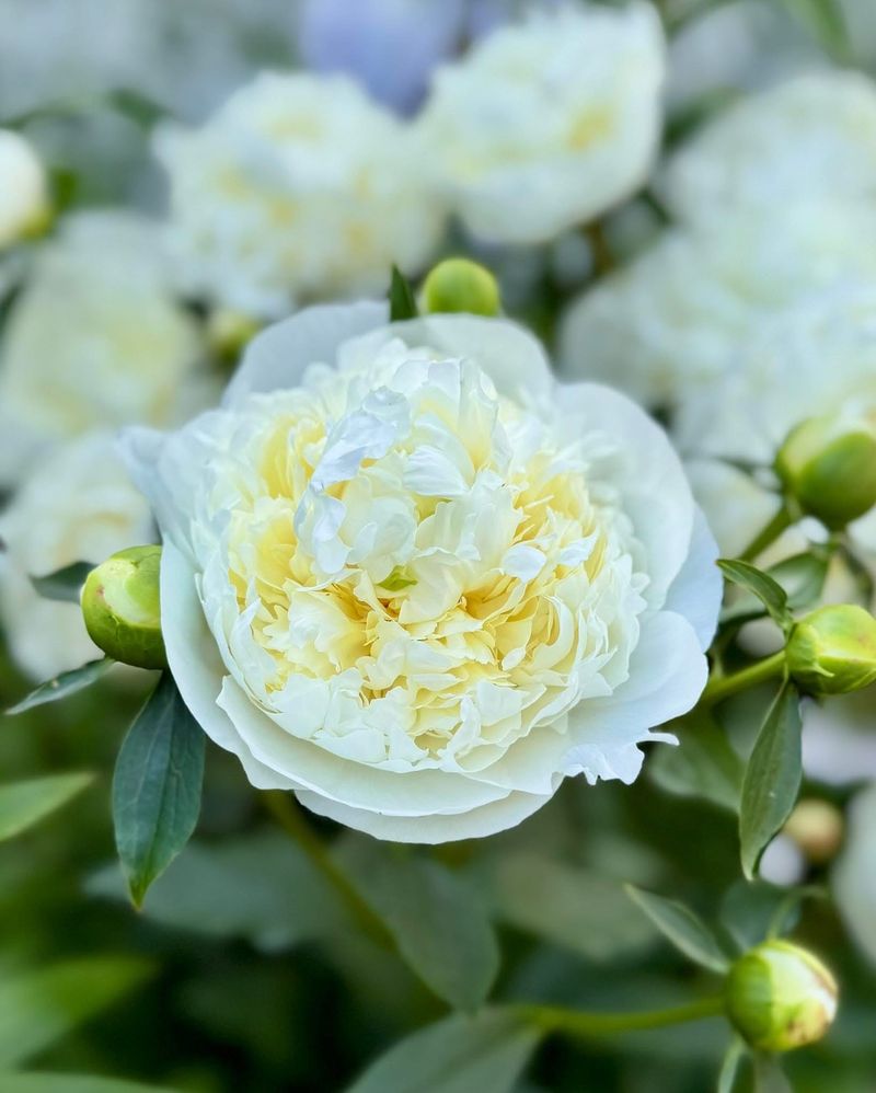 White Peony