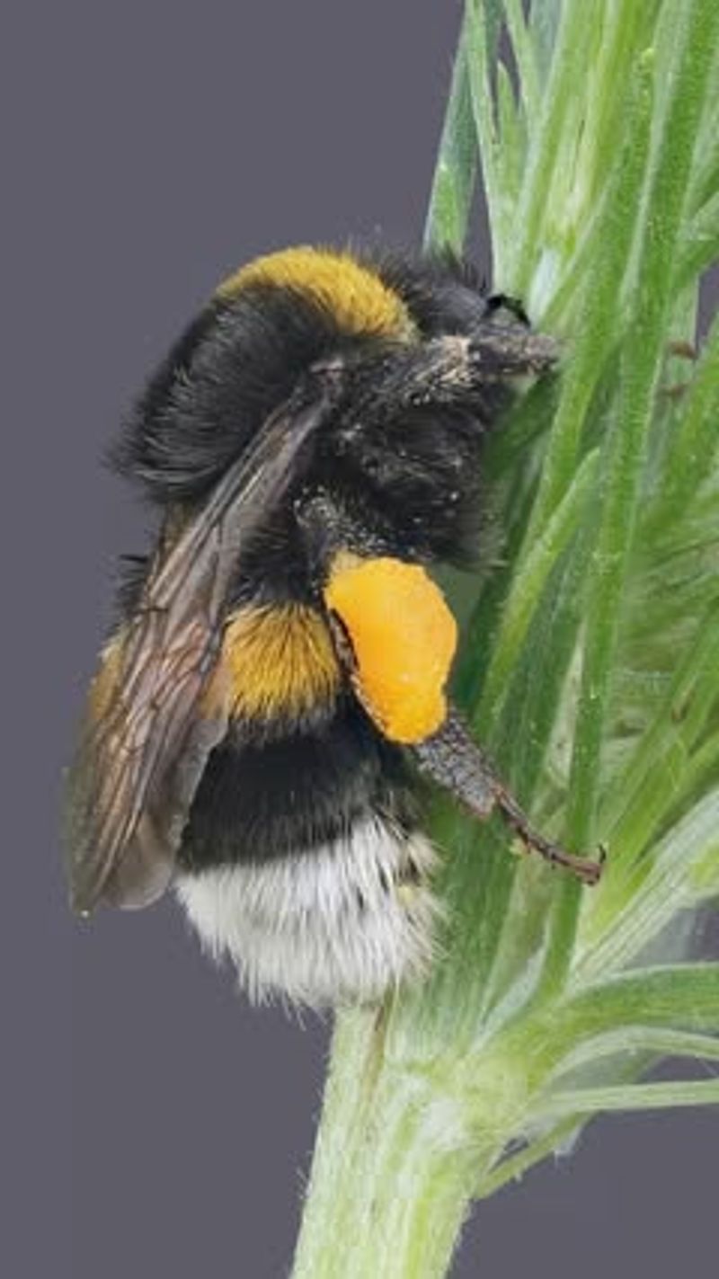 Bumblebees