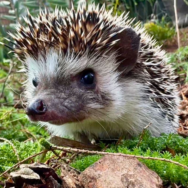 Hedgehogs