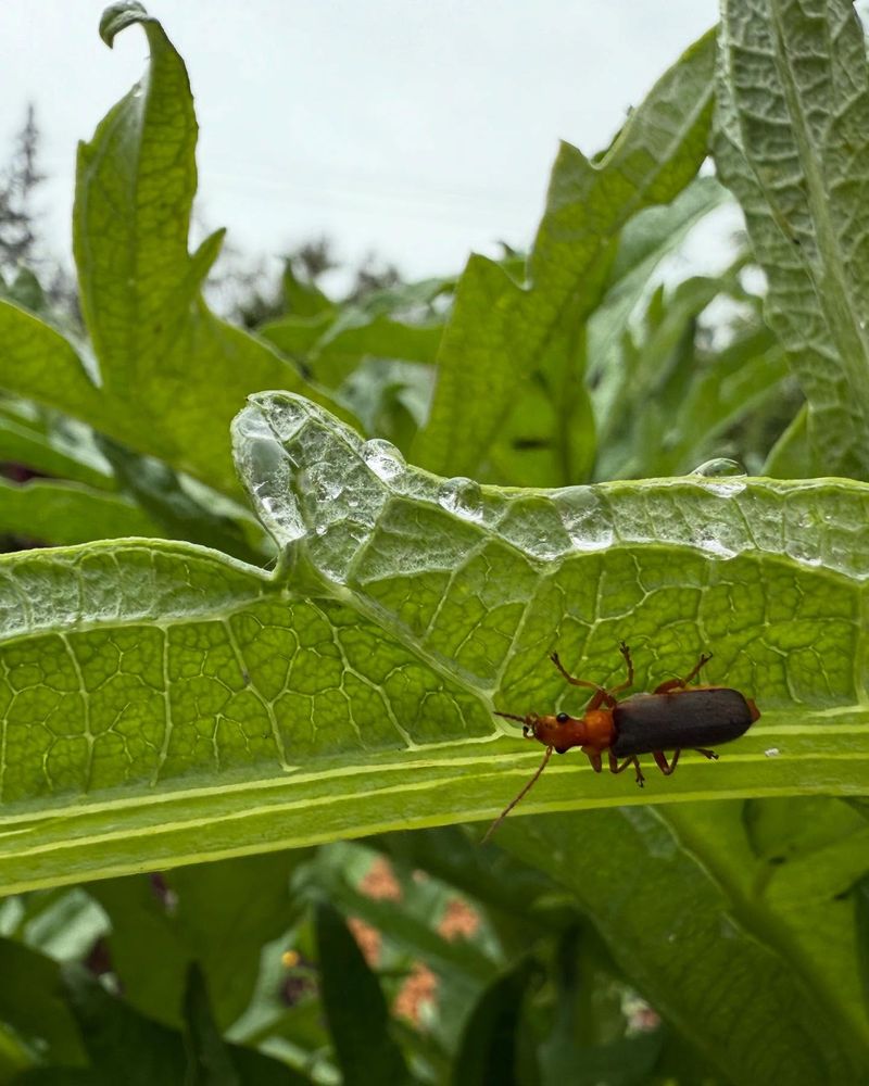 Soldier Beetles