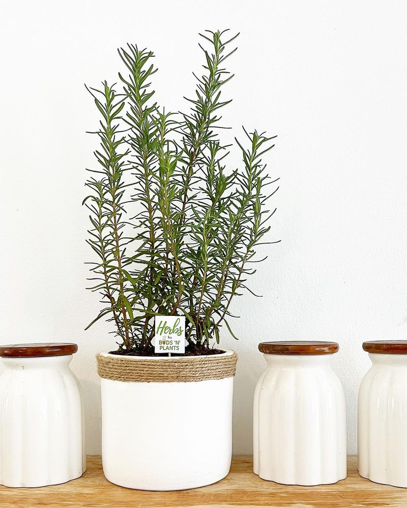 Rosemary