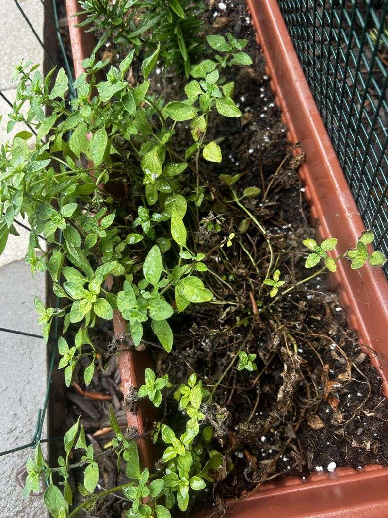 Oregano