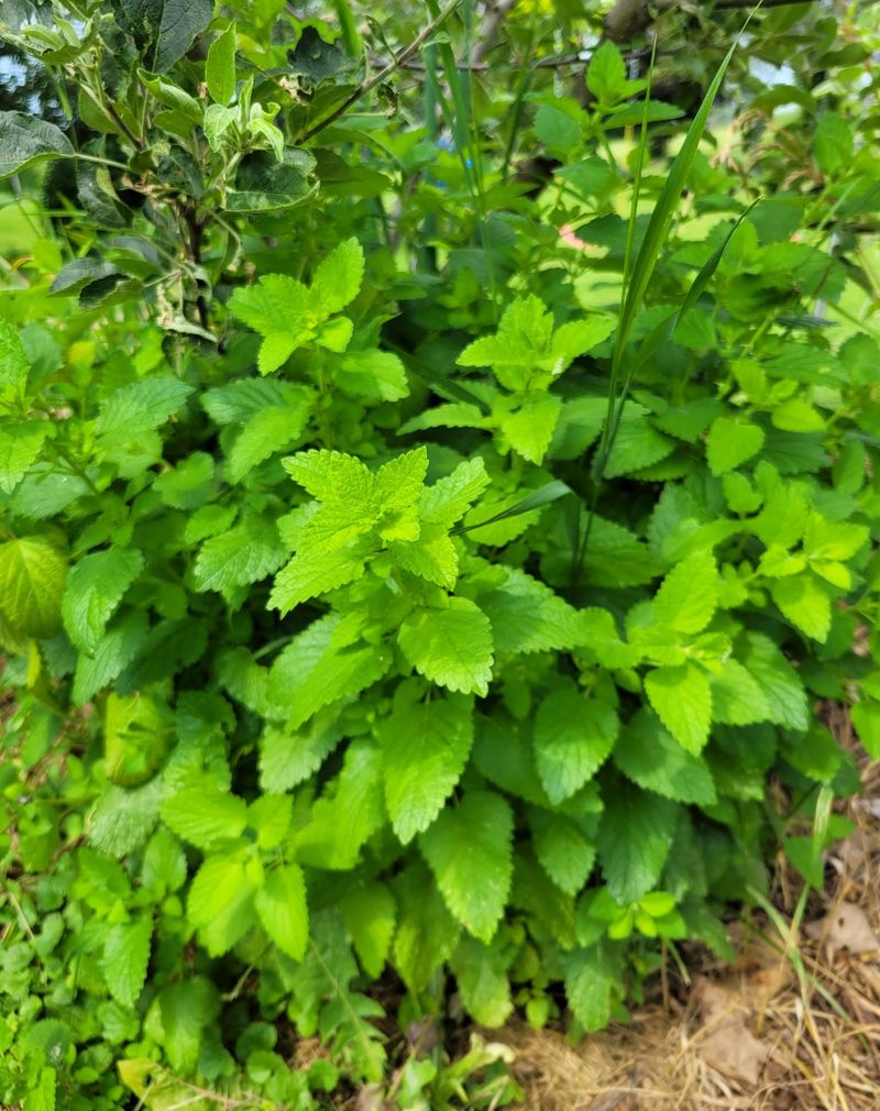 Lemon Balm