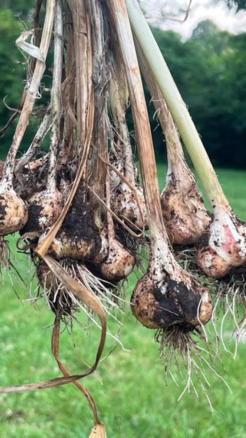 Garlic Requires Perfect Timing