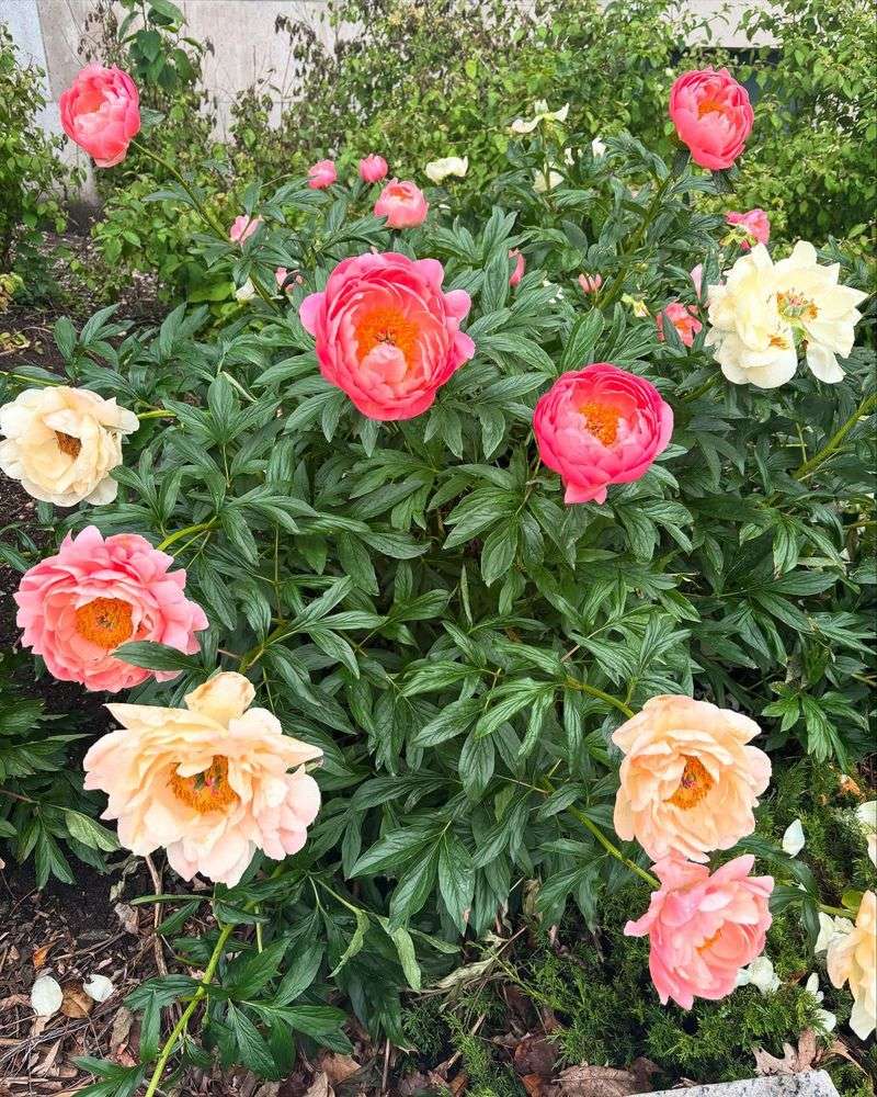 Particular Peonies
